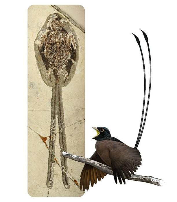 Καλλιτεχνική απεικόνιση ενός αρσενικού Plumadraco δίπλα στο απολίθωμα του πτηνού (Ville Sinkkonen)