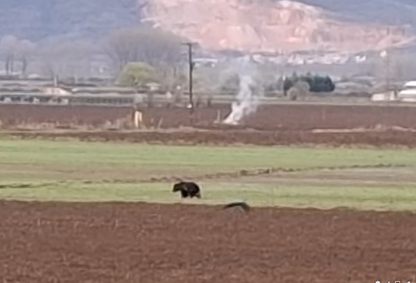Επίθεση αρκούδας σε κτηνοτρόφο στην Κοζάνη: Την απώθησε με ένα ξύλο