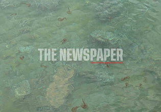 Χιλιάδες μέδουσες εισβάλλουν στον Παγασητικό – Ανησυχία σε κατοίκους και επαγγελματίες