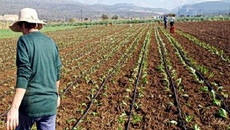 Γεωργία: Η πενταετία που «εξαϋλώθηκε» το αγροτικό εισόδημα