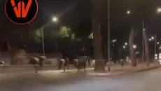 Χάος στη Ρώμη: Άλογα ξέφυγαν από στρατιωτική πρόβα – Τραυματίστηκαν πέντε πολίτες