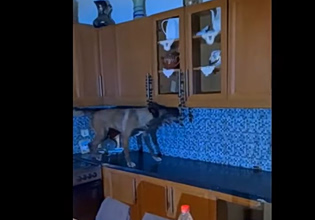 Αστυνομική επιχείρηση με 9 συλλήψεις σε οικισμούς στον Ασπρόπυργο