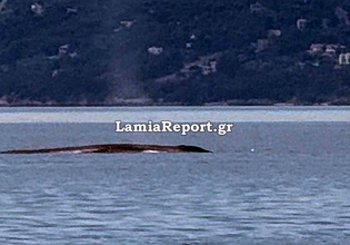 Φάλαινα εμφανίστηκε ανοιχτά του Θεολόγου στον Βόρειο Ευβοϊκό – Δείτε βίντεο