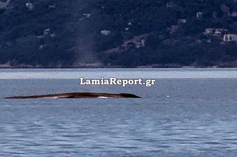 Φάλαινα εμφανίστηκε ανοιχτά του Θεολόγου στον Βόρειο Ευβοϊκό – Δείτε βίντεο