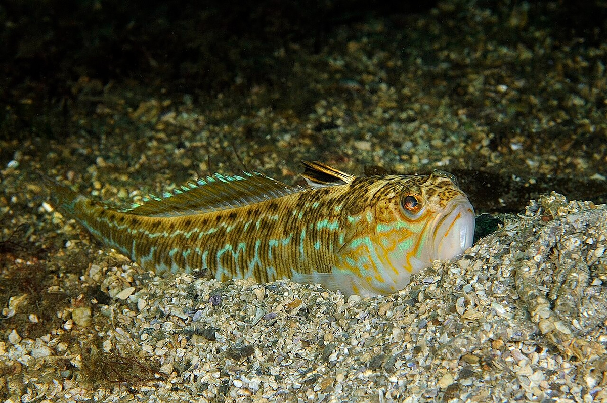 Trachinus draco (Erling Svensen / CC BY-SA 4.0)