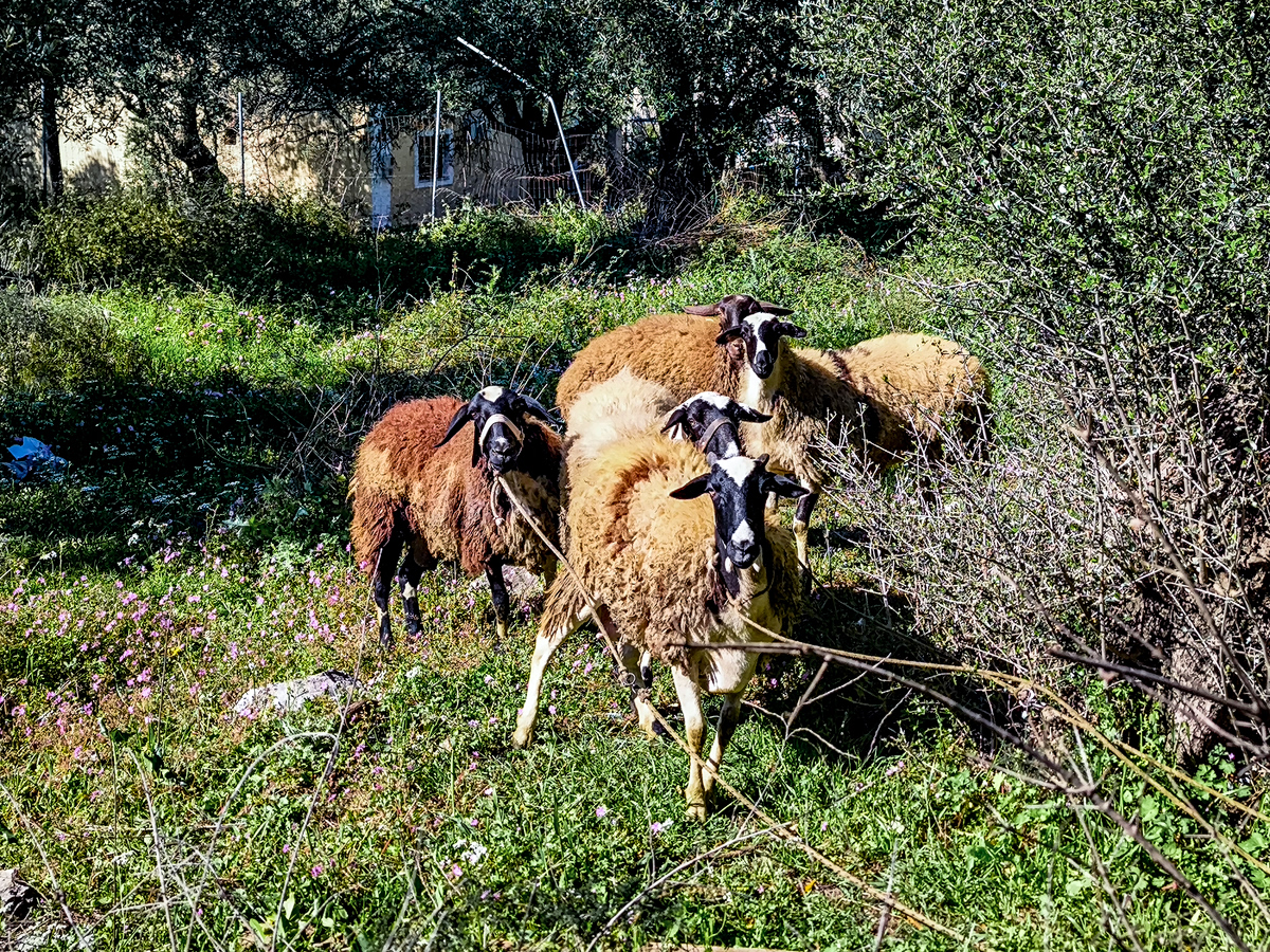 Πάνω από 47.000 θανατώσεις λόγω αφθώδους πυρετού – Επτά νέα κρούσματα ευλογιάς