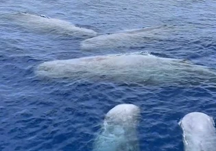 Σπάνιο θέαμα: Πέντε φάλαινες φυσητήρες ανοιχτά της Λευκάδας