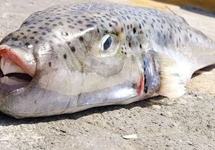 Βάρκιζα: Λαγοκέφαλος δάγκωσε τον τραγουδιστή Δημήτρη Κανέλλο – «Δεν χρειάζεται πανικός»
