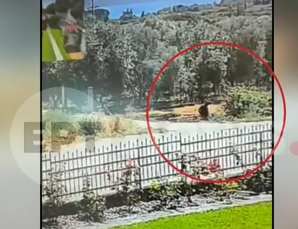 Αγρίνιο: «Με εκνευρίζουν οι θάμνοι», είπε 50χρονος που έβαλε φωτιά – Βίντεο κατέγραψε τις κινήσεις του