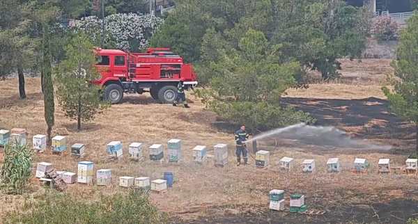 Από κάπνισμα μελισσών η φωτιά στο λόφο της Φιλοθέης – Αναζητούνται οι μελισσοκόμοι