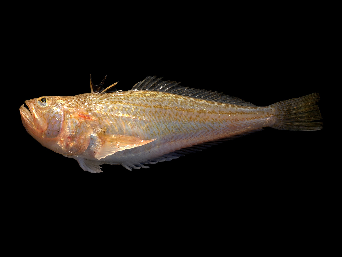 Echiichthys_vipera Πηγή: Hans Hillewaert / CC BY-SA 4.0