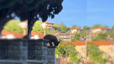 Απρόσμενος επισκέπτης στα Γρεβενά: Ένα αξιολάτρευτο αρκουδάκι έκοβε βόλτες στις αυλές των σπιτιών [βίντεο]