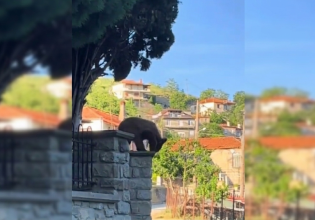 Απρόσμενος επισκέπτης στα Γρεβενά: Ένα αξιολάτρευτο αρκουδάκι έκοβε βόλτες στις αυλές των σπιτιών [βίντεο]
