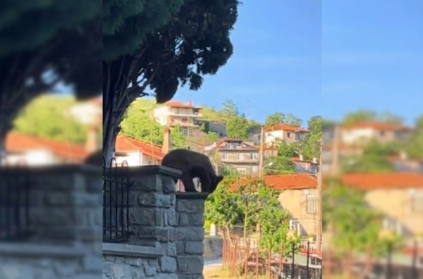 Απρόσμενος επισκέπτης στα Γρεβενά: Ένα αξιολάτρευτο αρκουδάκι έκοβε βόλτες στις αυλές των σπιτιών [βίντεο]
