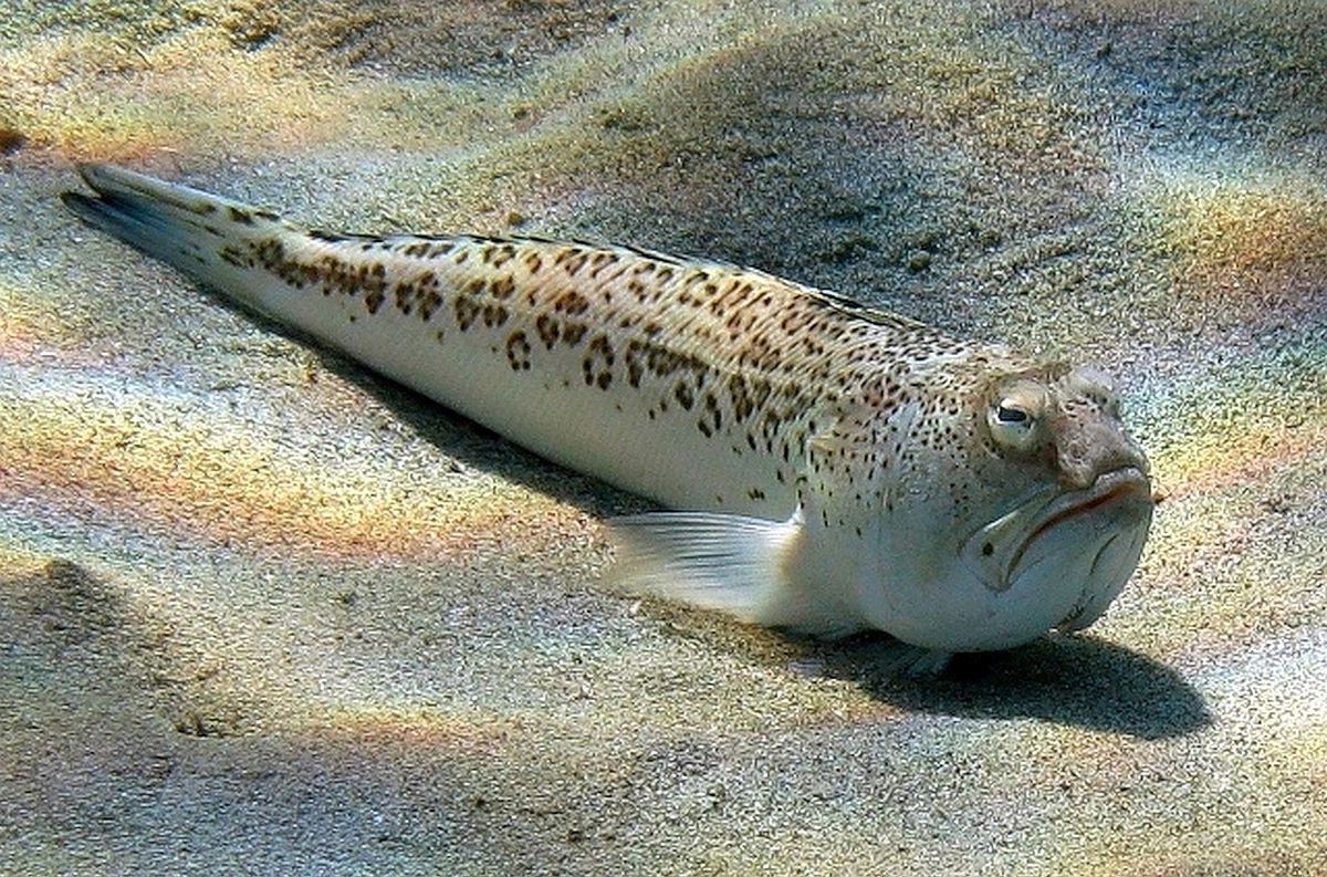 Trachinus radiatus (Roberto Pillon / C0)