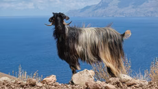 Ένα δόντι κατσίκας από την Κρήτη αλλάζει όσα γνωρίζαμε για την κτηνοτροφία στην αρχαία Ελλάδα