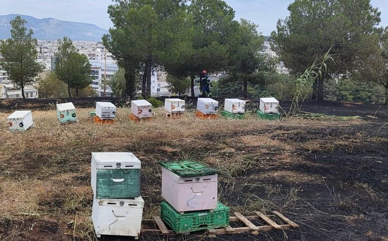 Αθώος ο μελισσοκόμος για τη φωτιά στο Άλσος Βεΐκου – «Δεν ήμουν στα μελίσσια όταν εκδηλώθηκε η φωτιά»