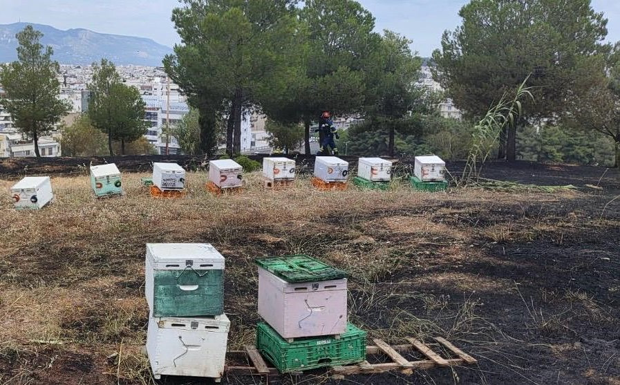 Αθώος ο μελισσοκόμος για τη φωτιά στο Άλσος Βεΐκου – «Δεν ήμουν στα μελίσσια όταν εκδηλώθηκε η φωτιά»