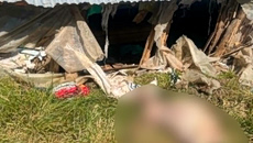 Κοζάνη: 15 νεκρά πρόβατα και μεγάλες καταστροφές από επίθεση αρκούδας σε κτηνοτροφική μονάδα