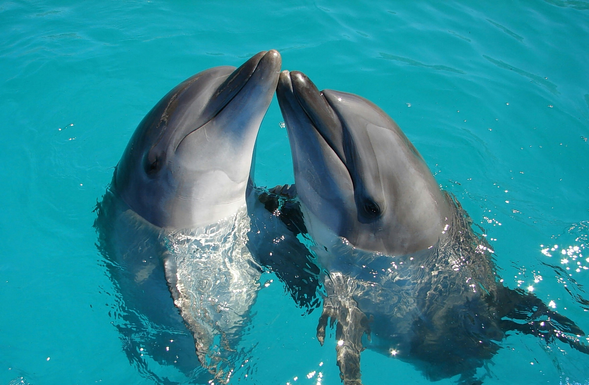 Θαλασσοπούλια, δελφίνια, μέλισσες: Νέα χαρτονομίσματα στη Βρετανία τιμούν τη φύση – Και εκνευρίζουν τον Φάρατζ