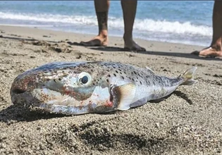Πάτρα: 64χρονη ισχυρίζεται ότι τη δάγκωσε λαγοκέφαλος – «Δεν θα προλάβαινε να βγει από την παραλία», λένε οι γιατροί