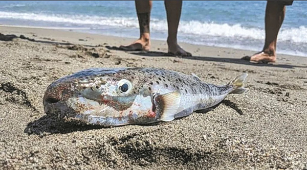 Πάτρα: 64χρονη ισχυρίζεται ότι τη δάγκωσε λαγοκέφαλος – «Δεν θα προλάβαινε να βγει από την παραλία», λένε οι γιατροί