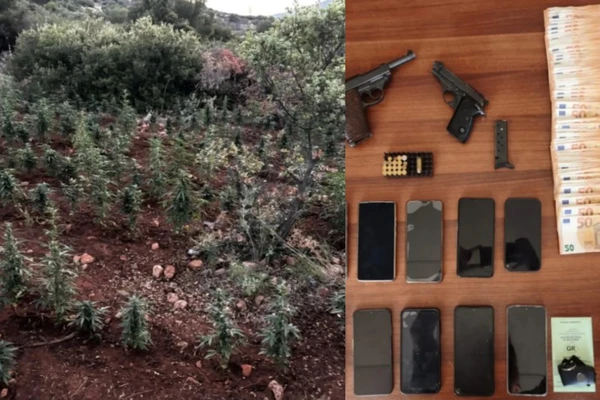 Βοιωτία: Εξαρθρώθηκε εγκληματική οργάνωση, κατασχέθηκαν 1.503 δενδρύλλια κάνναβης – Οκτώ συλλήψεις