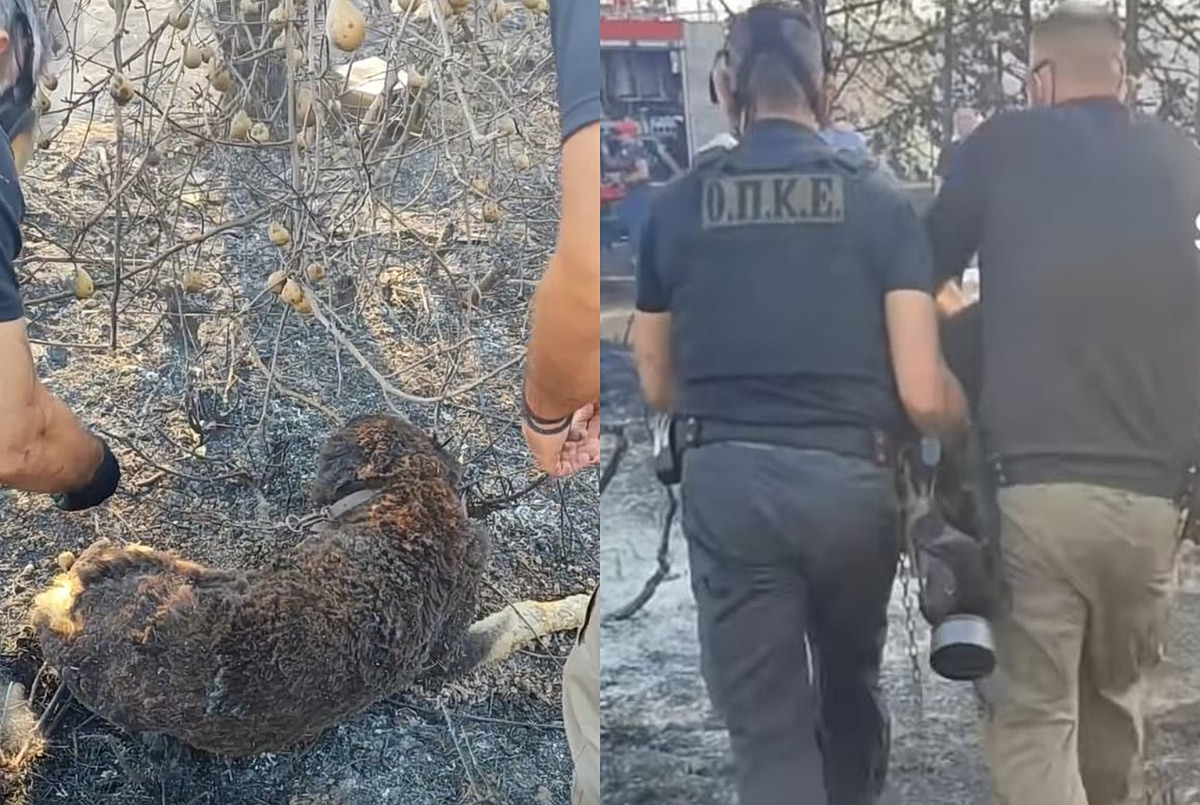 Ωραιόκαστρο: Αστυνομικοί έσωσαν δύο σκυλιά από το σπίτι της οικογενειακής τραγωδίας στη Λητή
