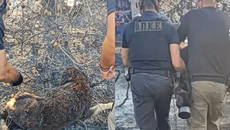 Ωραιόκαστρο: Αστυνομικοί έσωσαν δύο σκυλιά από το σπίτι της οικογενειακής τραγωδίας στη Λητή
