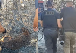 Ωραιόκαστρο: Αστυνομικοί έσωσαν δύο σκυλιά από το σπίτι της οικογενειακής τραγωδίας στη Λητή
