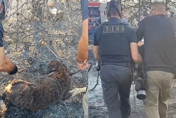 Ωραιόκαστρο: Αστυνομικοί έσωσαν δύο σκυλιά από το σπίτι της οικογενειακής τραγωδίας στη Λητή