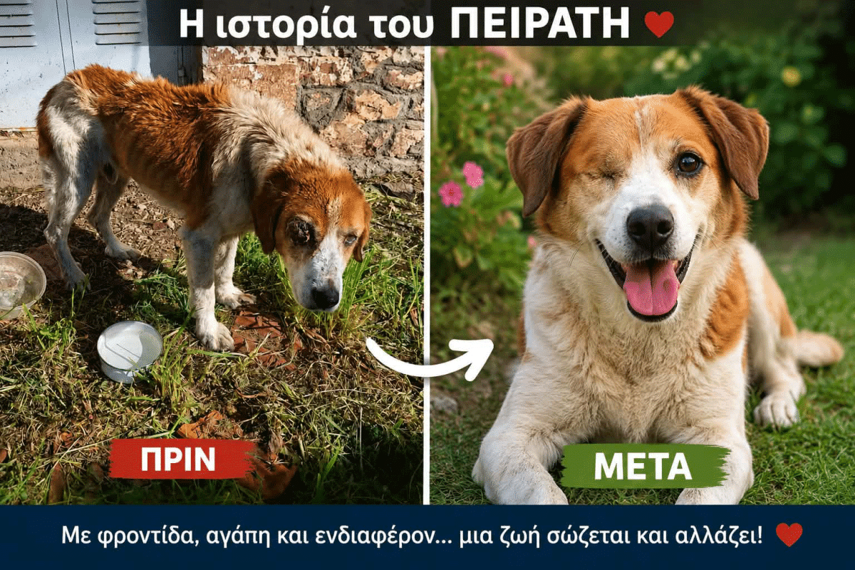 Ο βασανισμένος σκυλάκος Πειρατής απέδειξε πώς μια ζωή μπορεί να αλλάξει