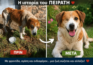 Ο βασανισμένος σκυλάκος Πειρατής απέδειξε πώς μια ζωή μπορεί να αλλάξει
