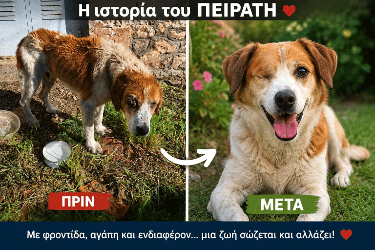 Ο βασανισμένος σκυλάκος Πειρατής απέδειξε πώς μια ζωή μπορεί να αλλάξει