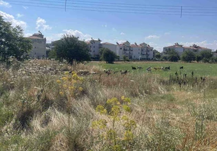 Για νέα μαζική εγκατάλειψη σκύλων στο κέντρο της Τρίπολης κάνει λόγο ο Δήμος Τρίπολης