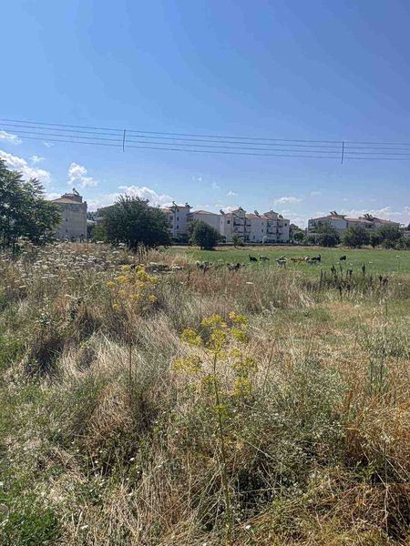 Για νέα μαζική εγκατάλειψη σκύλων στο κέντρο της Τρίπολης κάνει λόγο ο Δήμος Τρίπολης