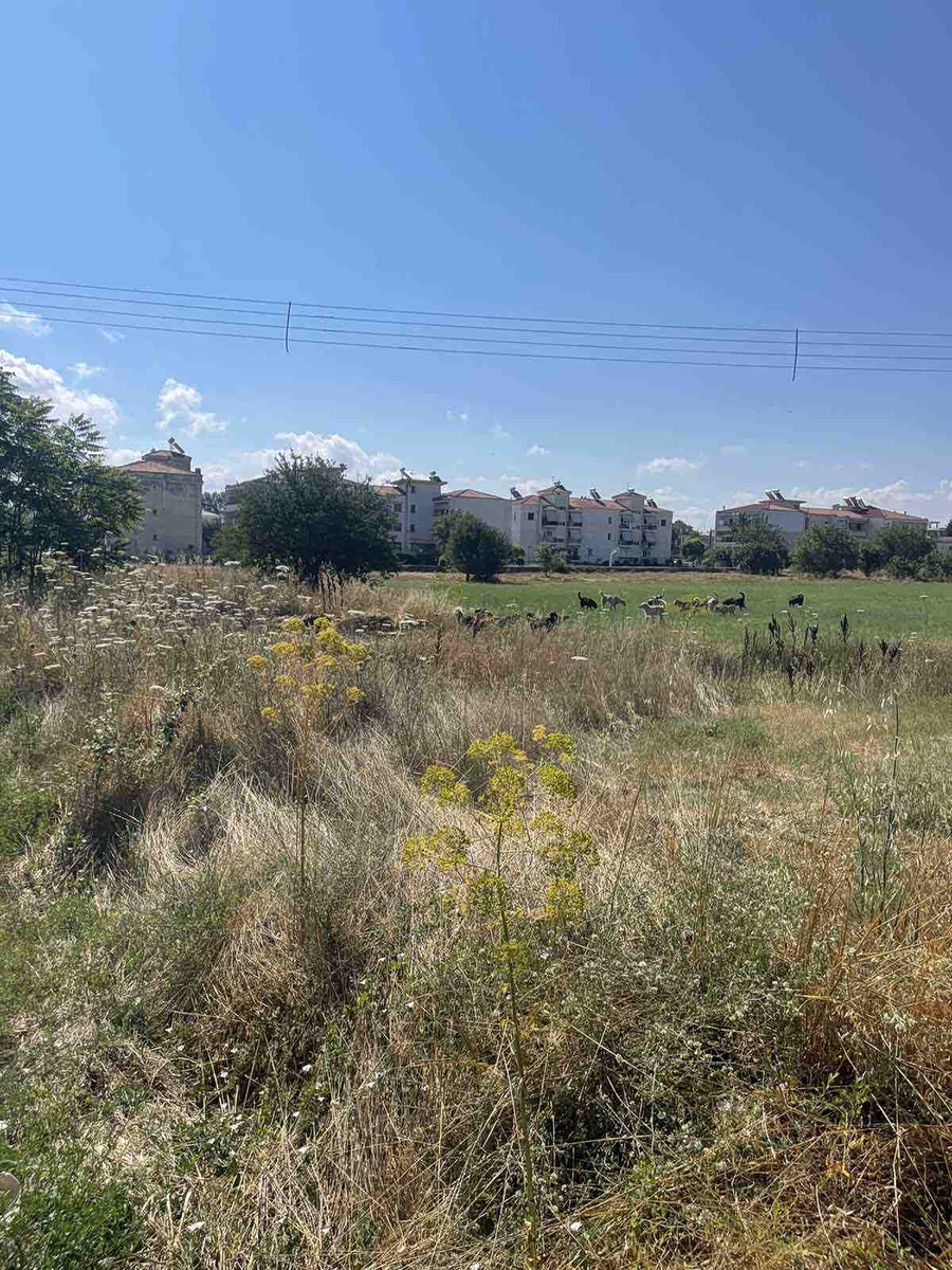 Για νέα μαζική εγκατάλειψη σκύλων στο κέντρο της Τρίπολης κάνει λόγο ο Δήμος Τρίπολης
