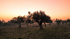 Η κλιματική αλλαγή «σπρώxνει» τις ελαιοκαλλιέργειες της Μεσογείου στα βόρεια – Οι κερδισμένες χώρες- Τι θα συμβεί με την Ελλάδα