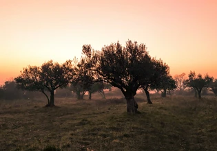 Η κλιματική αλλαγή «σπρώxνει» τις ελαιοκαλλιέργειες της Μεσογείου στα βόρεια – Οι κερδισμένες χώρες- Τι θα συμβεί με την Ελλάδα