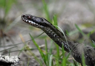 Λαμία: Στην εντατική ηλικιωμένος που τον δάγκωσε φίδι