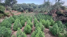 Μεσσηνία: Εντοπίστηκε μεγάλη φυτεία κάνναβης με 1.532 δενδρύλλια – Είχαν εγκαταστήσει 6 χιλιόμετρα λάστιχο ποτίσματος