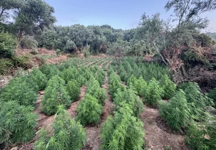 Μεσσηνία: Εντοπίστηκε μεγάλη φυτεία κάνναβης με 1.532 δενδρύλλια – Είχαν εγκαταστήσει 6 χιλιόμετρα λάστιχο ποτίσματος