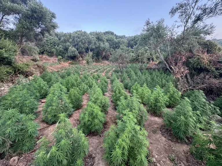 Μεσσηνία: Εντοπίστηκε μεγάλη φυτεία κάνναβης με 1.532 δενδρύλλια – Είχαν εγκαταστήσει 6 χιλιόμετρα λάστιχο ποτίσματος