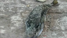 Γιγάντιος λαγοκέφαλος εμφανίστηκε σε πολυσύχναστη παραλία στην Κρήτη – Ξεπερνούσε τα 50 εκατοστά