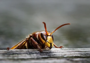 Αστυνομικός κατέρρευσε μετά από τσίμπημα σφήκας στην Καστοριά – Τον έσωσαν με ΚΑΡΠΑ