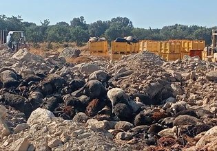 ΧΥΤΑ Λέσβου: Θάβουν τα θανατωμένα ζώα για τον αφθώδη πυρετό με ελάχιστο χώμα και ασβέστη, χωρίς απολύμανση