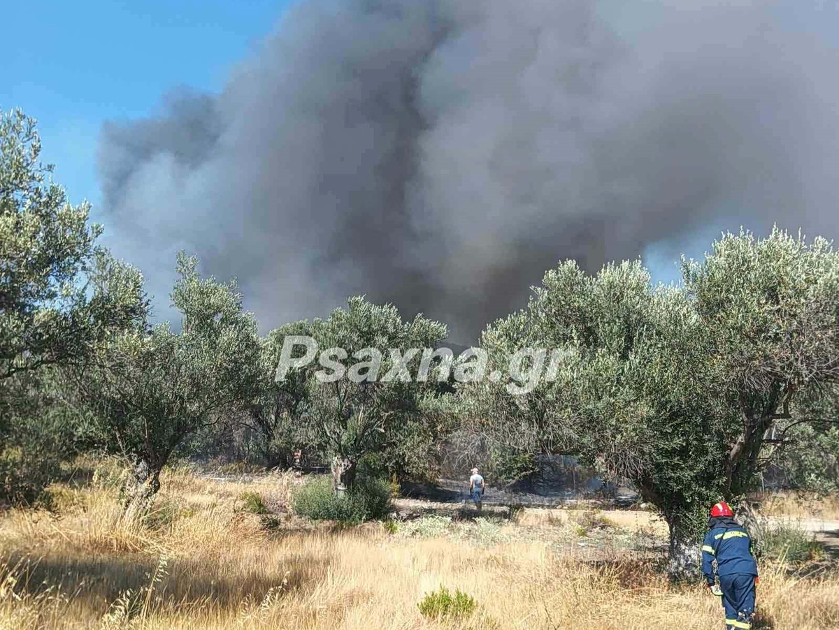 Φωτιά στα Πολιτικά Ευβοίας – Αντιμετωπίστηκε σε 30 λεπτά