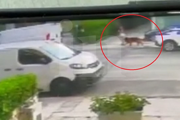 Βριλήσσια: Η στιγμή που απομακρύνεται ο σκύλος που επιτέθηκε στον 66χρονο και στο μικρόσωμο σκυλάκι του