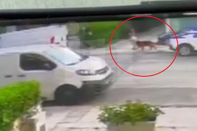 Βριλήσσια: Η στιγμή που απομακρύνεται ο σκύλος που επιτέθηκε στον 66χρονο και στο μικρόσωμο σκυλάκι του