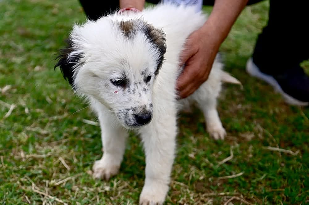 Ο Snoopy της «Ελπίδας»: Το κουτάβι που πετάχτηκε στον Σχοινιά ονειρεύεται το παντοτινό του σπίτι